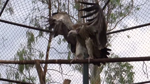 A Giant vulcture Flapping its wings Stock-Footage 41830332