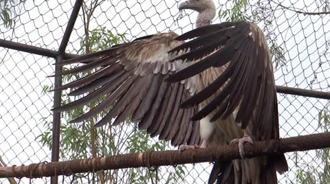 A giant Vulture Flapping its wings-3 스톡 동영상 38066971