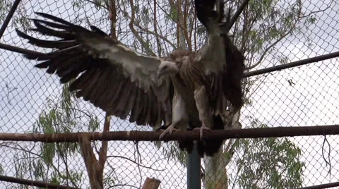 A giant Vulture is Flapping its wings Stock Footage 38070308