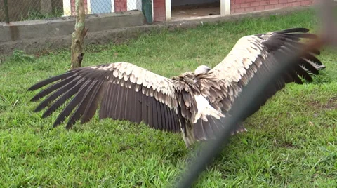 A giant Vulture is Flapping its wings Stock-Footage 38070898