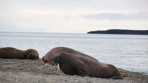 Giant Walrus with long white tusks on th... | Stock Video | Pond5