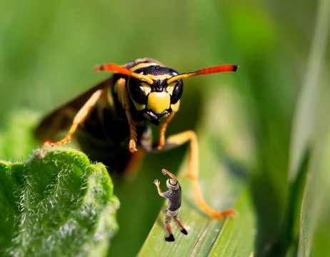 A giant wasp attack an human explorer Stock Photos