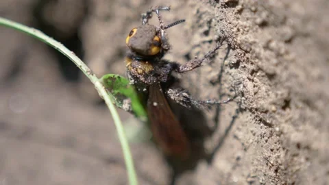 Giant wasp is cleared of dried earth after rain. The insect Megascolia maculata 스톡 동영상 157619504