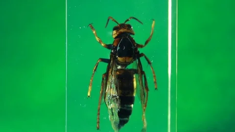 Giant wasp - green screen Stock Footage