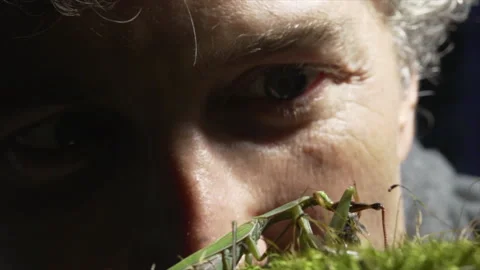 Giant watching mantis Video stock 171428519