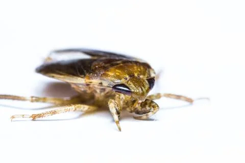 Giant water bug isolated Stock Photos