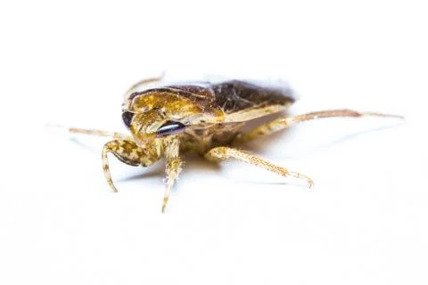 Giant water bug isolated Stock Photos