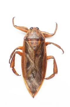 Giant water bug Stock Photos