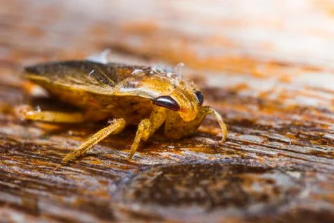 Giant water bug Stock Photos