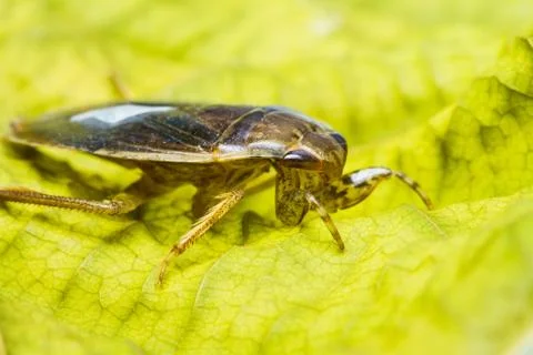 Giant water bug Stock Photos