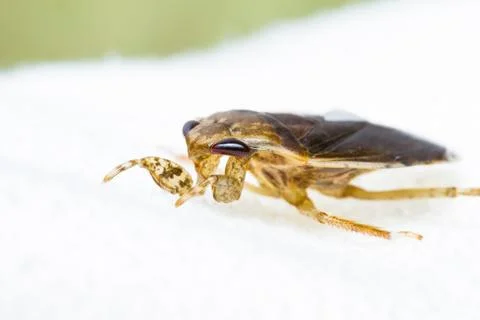 Giant water bug Stock Photos