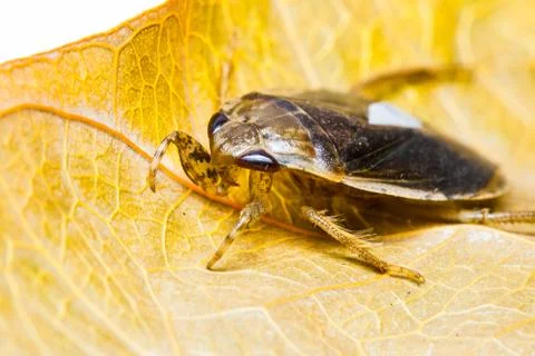 Giant water bug Stock Photos