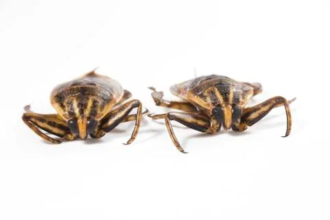 Giant water bug Stock Photos