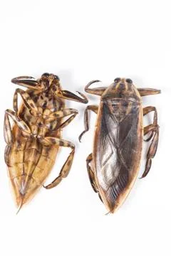 Giant water bug Stock Photos