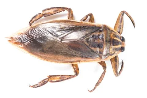 Giant water bug Stock Photos