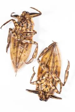 Giant water bug Stock-Fotos