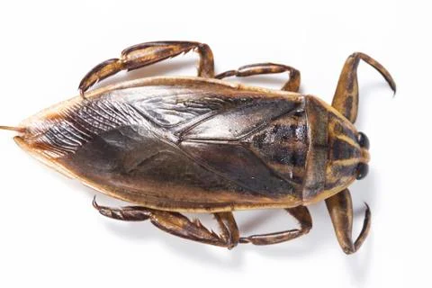 Giant water bug Stock Photos