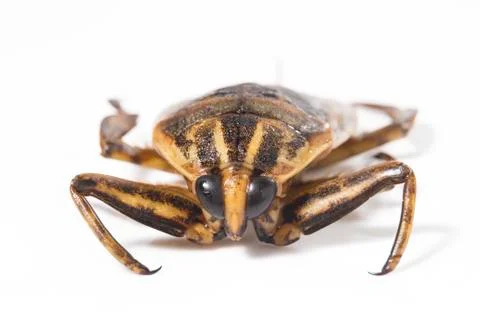 Giant water bug Stock Photos