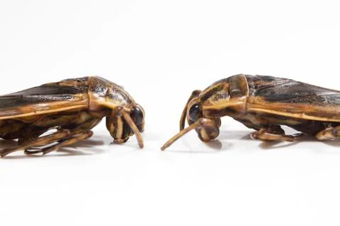 Giant water bug Foto stock