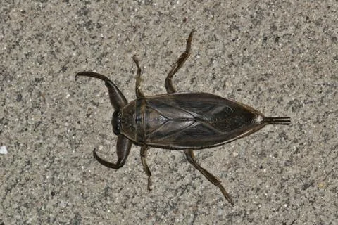 Giant Water Bug Foto stock