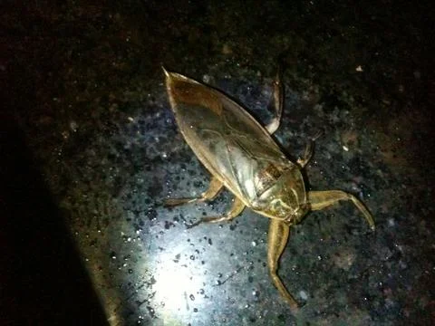 Giant Water Bug Stock Photos