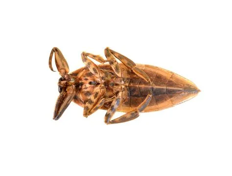 Giant water bug Fotos Stock