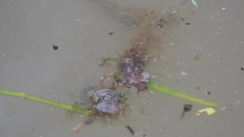 A giant water bug is trying float itself in the water Stock Footage 314613474