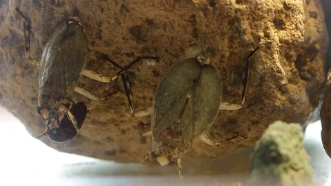Giant water bugs in high density population showing agressive behavior Vídeos de archivo 129205190