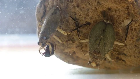 Giant water bugs in high density population showing agressive behavior Stock Footage 129205196