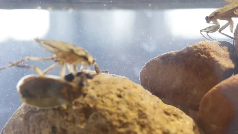 Giant water bugs in high density population showing agressive behavior Stock Footage 129205234