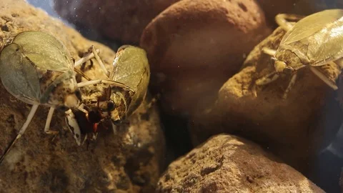 Giant water bugs in high density population showing agressive behavior Stock Footage 129205238