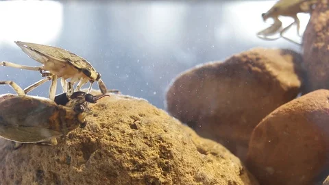 Giant water bugs in high density population showing agressive behavior Stock Footage 129205242