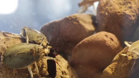 Giant water bugs in high density population showing agressive behavior Stock Footage 129205252