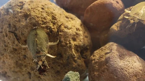 Giant water bugs in high density population showing agressive behavior Stock Footage 129205260