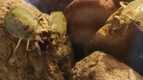 Giant water bugs in high density population showing agressive behavior Stock Footage 129205261