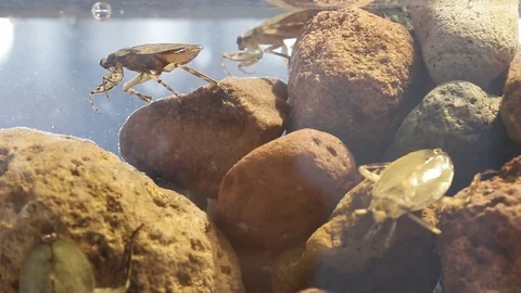 Giant water bugs in high density population showing agressive behavior Stock Footage 129205264