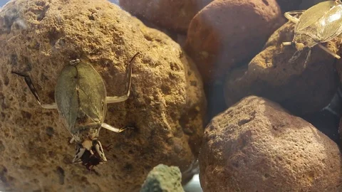 Giant water bugs in high density population showing agressive behavior Stock Footage 129205274