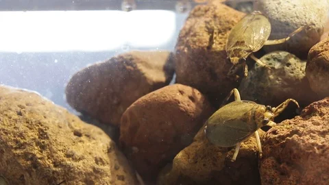 Giant water bugs in high density population showing agressive behavior Stock-Footage 129205293