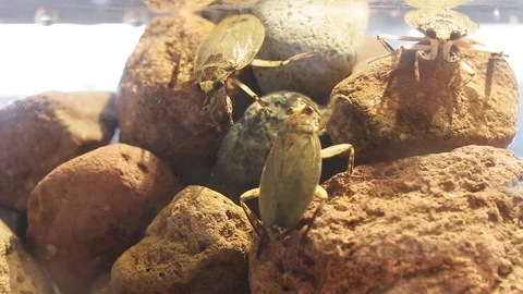 Giant water bugs in high density population showing agressive behavior Stock-Footage 129205299