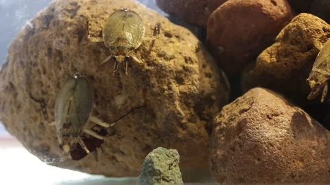Giant water bugs in high density population showing agressive behavior Stock-Footage 129205304