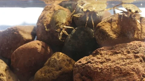 Giant water bugs in high density population showing agressive behavior Stock-Footage 129205305