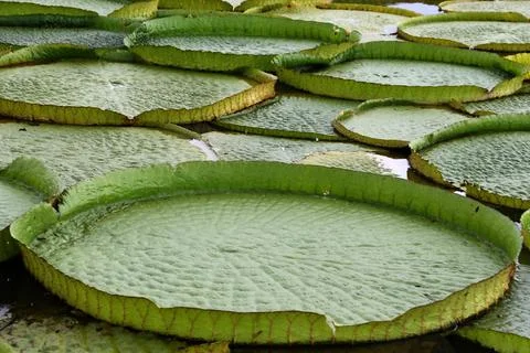 Giant water lilies sprouts in river in Paraguay, Limpio - 08 Jan 2018 Stock Photos