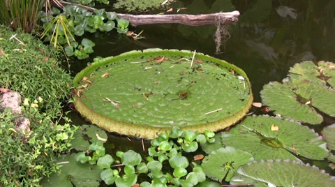 Giant water lily Stock Footage 28504879