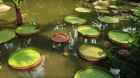 Giant water lily leafs float on water in Singapore. Stock Footage 62053786