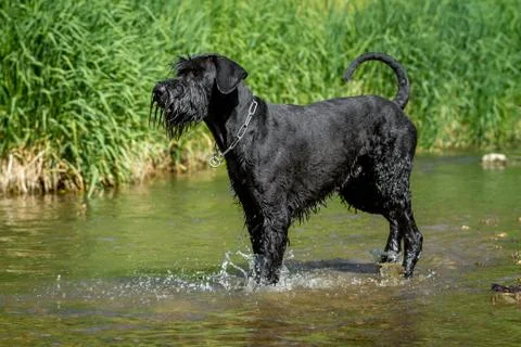 Giant in the water Stock Photos