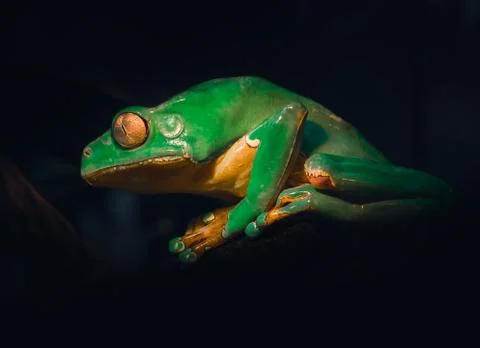 Giant Waxy Monkey Frog Foto stock