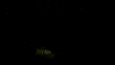 Giant wels catfish heads approaching the camera in dark murky freshwater Stock Footage 346560761