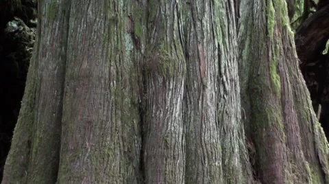 Giant Western Cedar.m2ts Stock Footage 1068280
