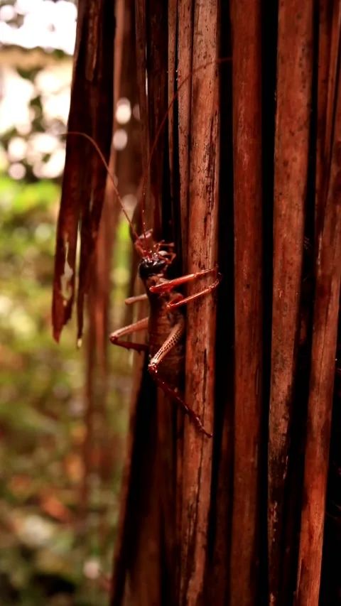 Giant Weta Stockbeeldmateriaal 151362142