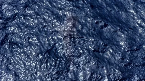 Giant whale shark, the largest fish in the sea, swimming gracefully in the open Stock Footage 336636968